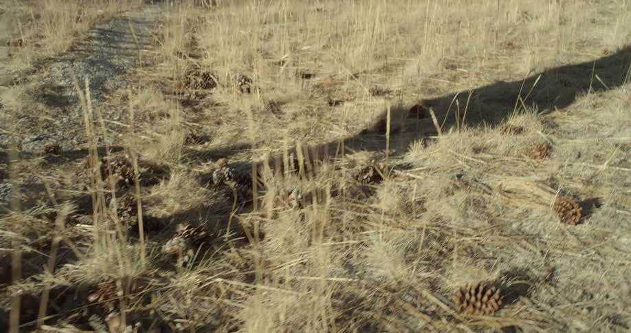 The shadow of a woman walking in a field