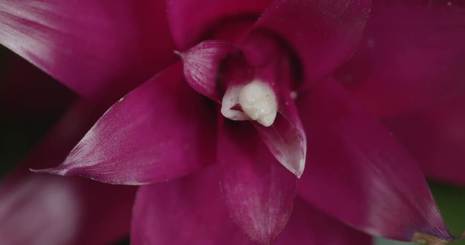 A fully blossomed fuchsia flower