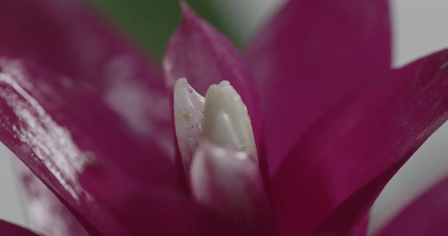Up close of a flower