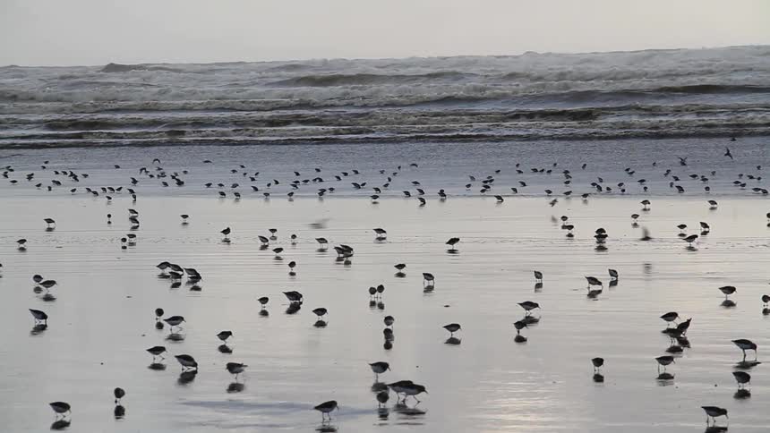 Bird crowd at the beach coastal