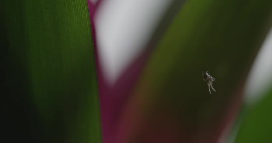 Spider dangles between purple and green leaves