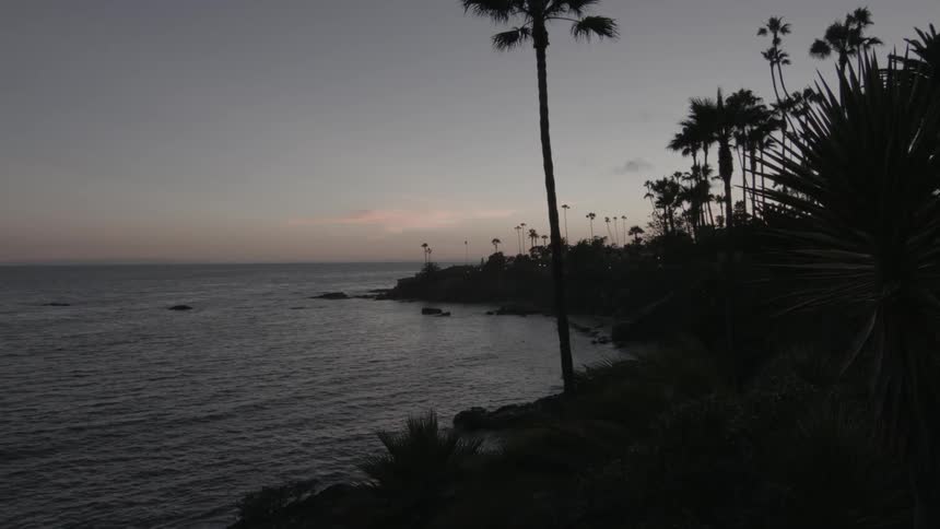 Palm trees stand silhouetted on the beach