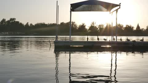 Birds sit on a dock while the water surrounding them ripples