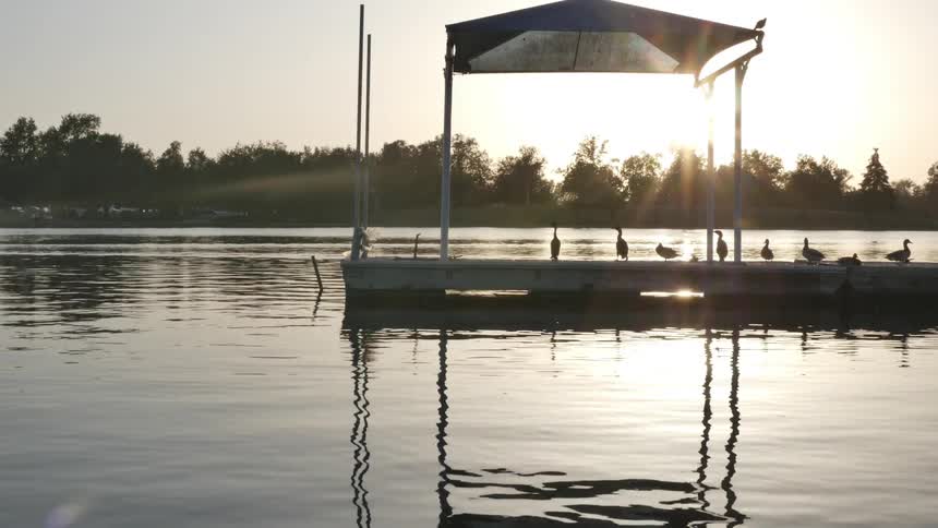 Birds sit on a dock while the water surrounding them ripples