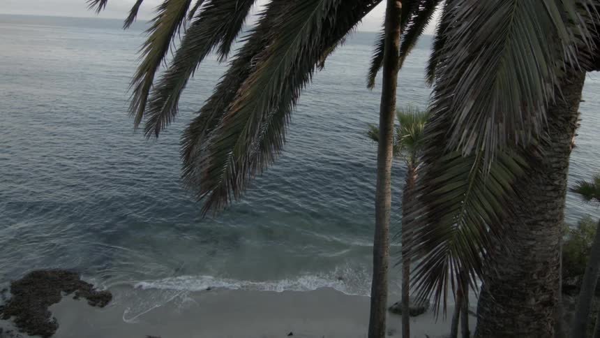 The ocean ripples beneath a palm tree