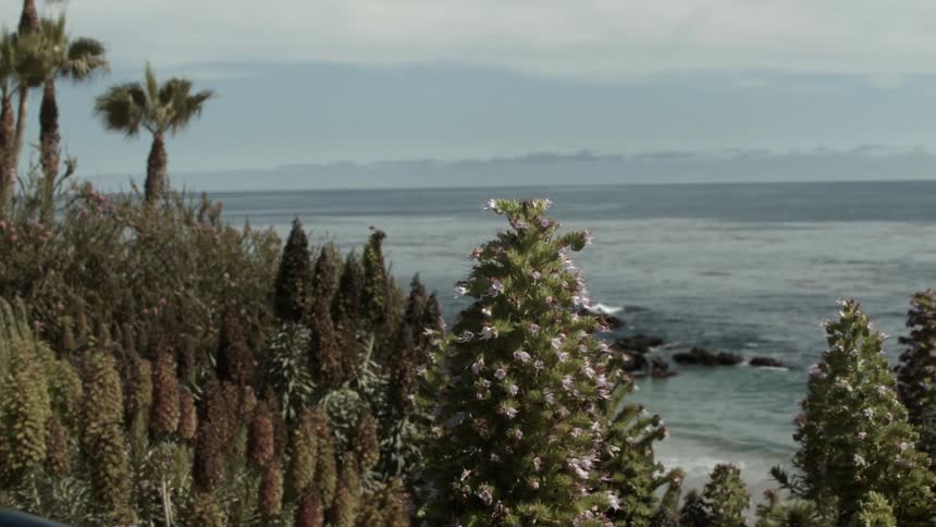 The wind is blowing across flowers on the coast beside a body of water