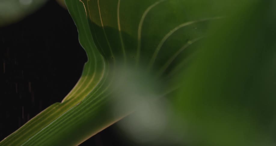 A green leaf with light colored veins as rain drops fall at night