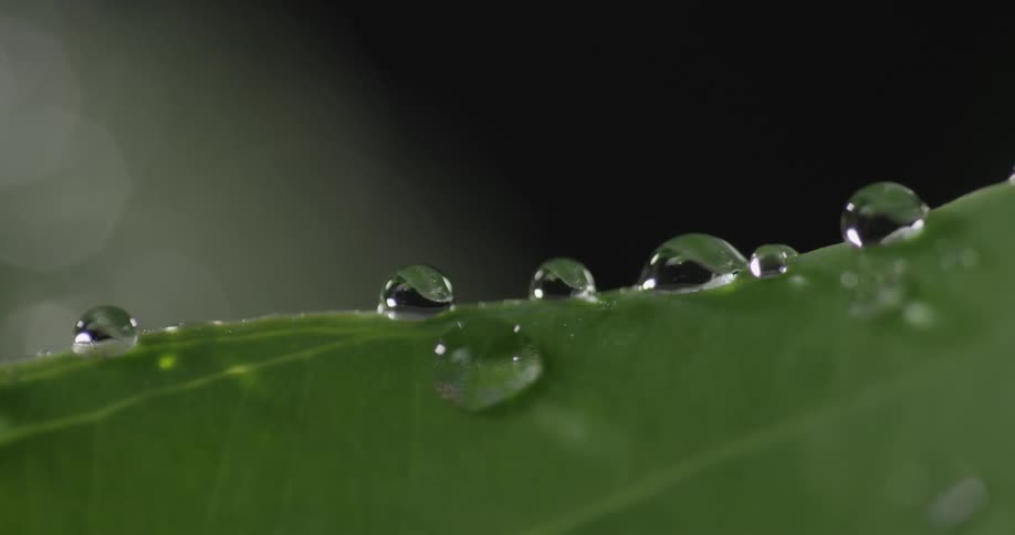 A green leaf with water droplets on it