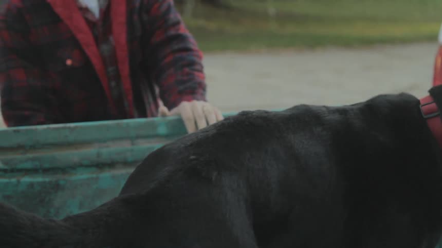 A dog gets into a truck