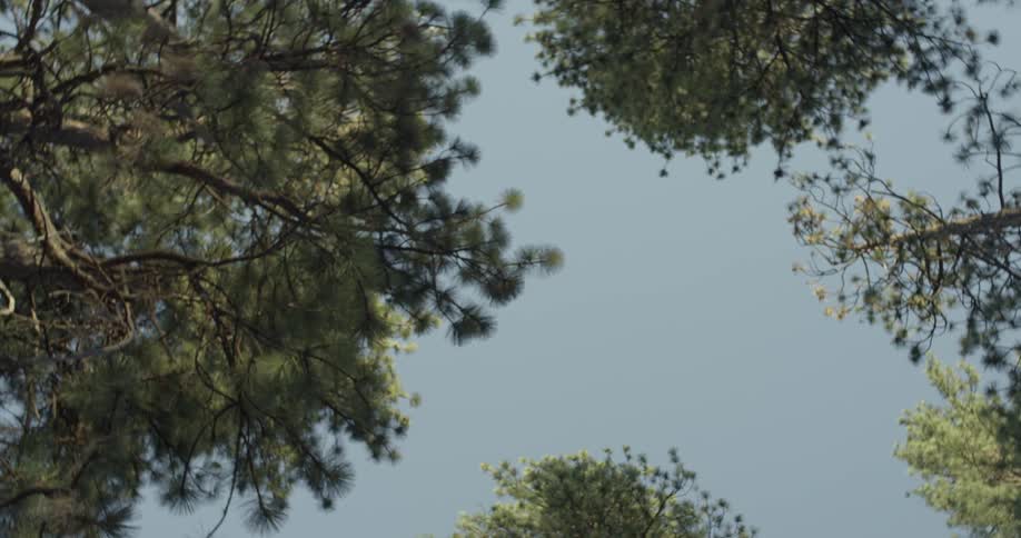 The tops of trees are shown