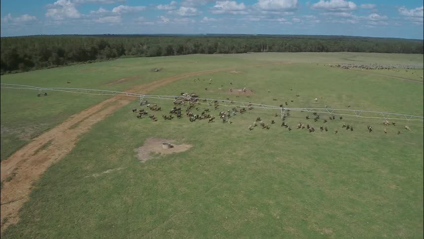 A herd of animals in a field
