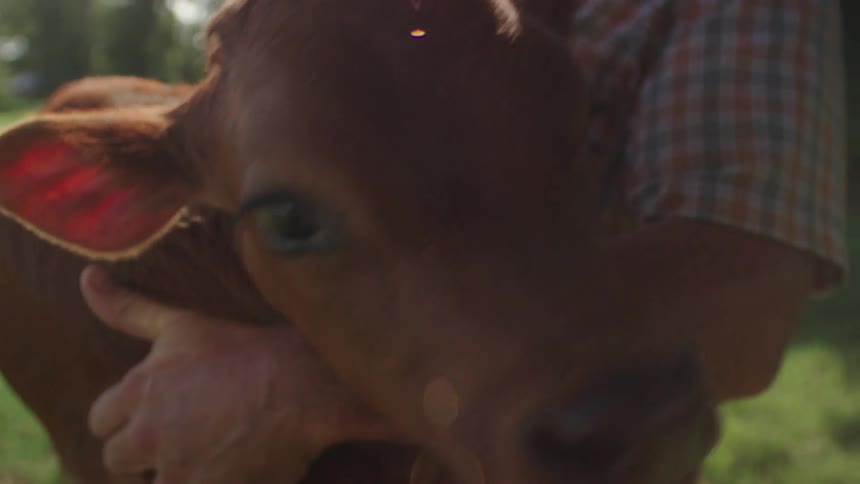 A man is holding a calf before putting it down