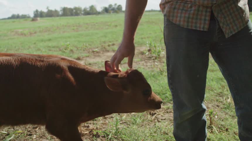 A man pets a animal on a farm