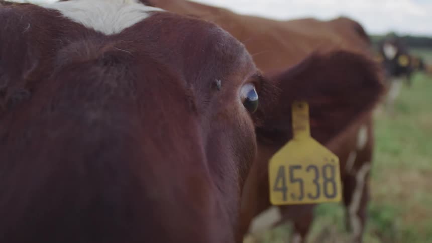 A close up view of a cow