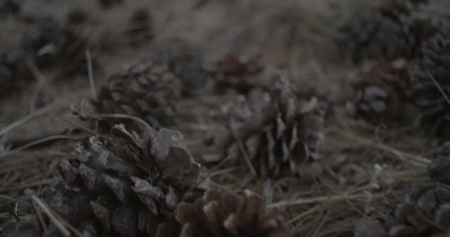 Pine cones laying in the ground covered with brown grass