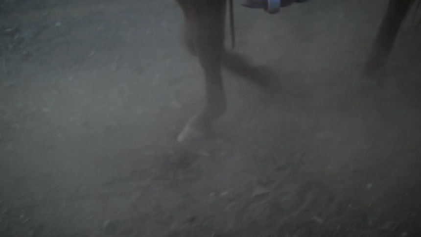 A horse is walking