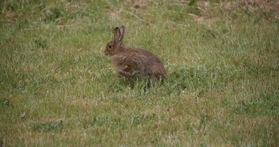 A rabbit sitting in the green grass