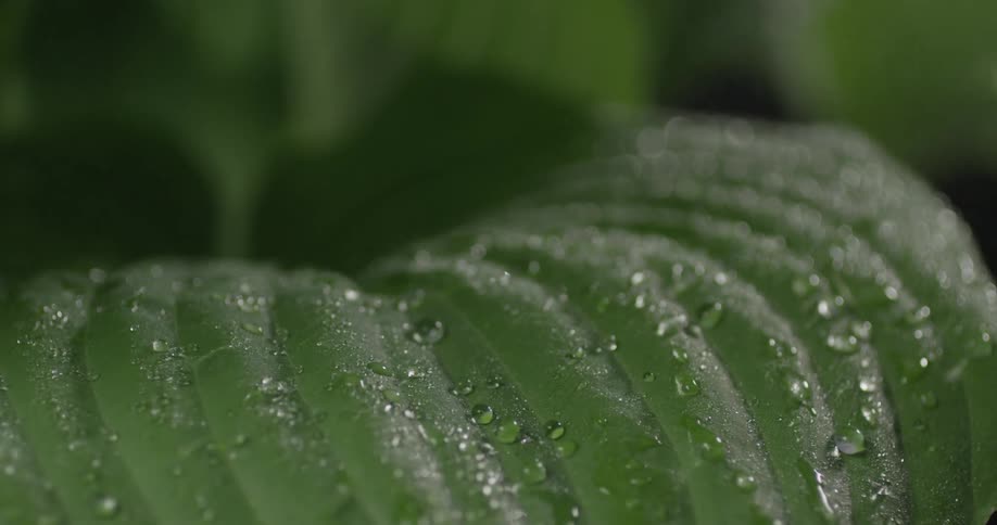 Water droplets cover a green leaf