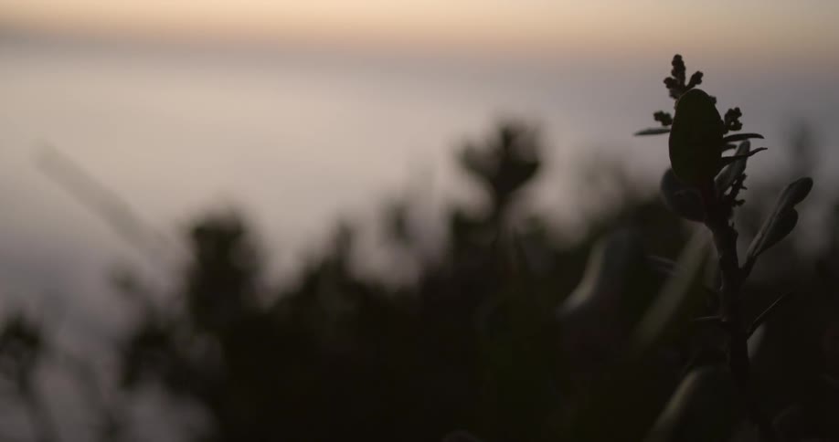 The shadows of a small plant at twilight