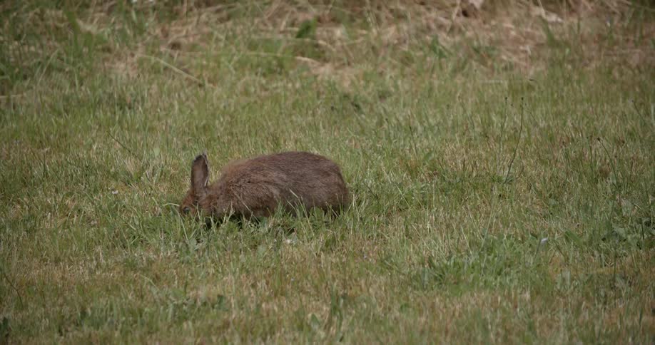 A rabbit grazes on green grass in a field