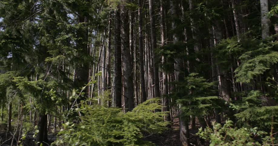 View of forest on a sunny day