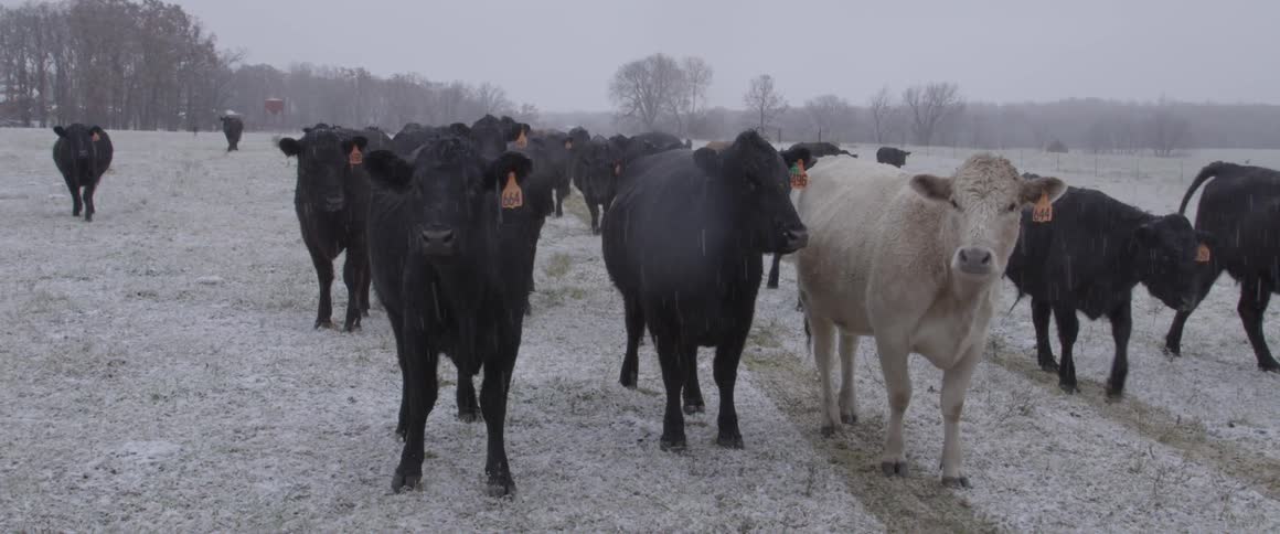 Cows stand in a field as it snows