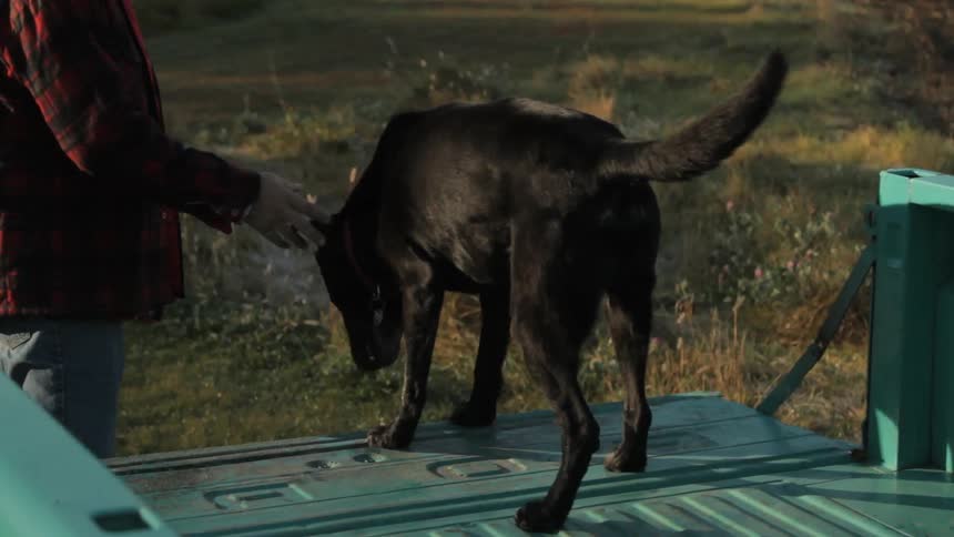 A man helps his dog out of a pickup bed