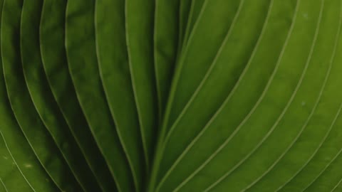 Cut featured clip