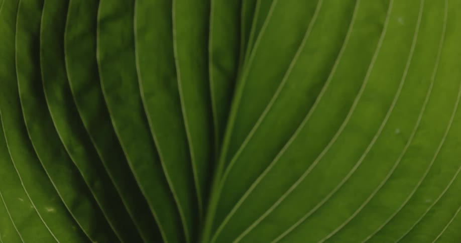 Close up of a leaf
