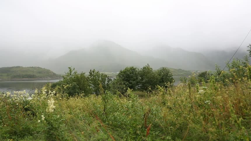 A gentle breeze blows on vegetation near a river