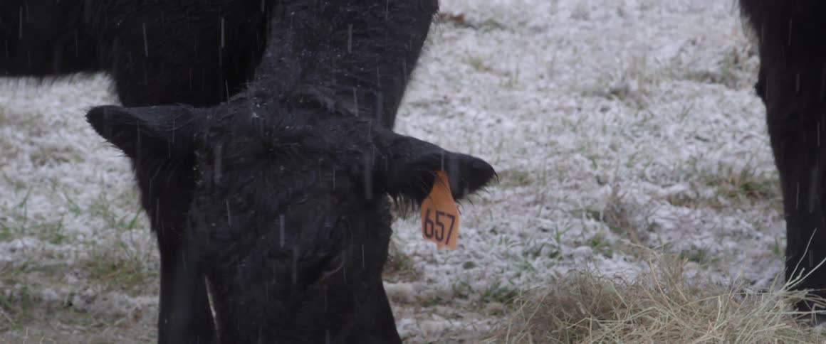 Cow eating hay in the rain