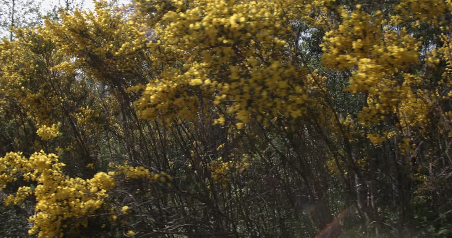 A scenery at a forest at day