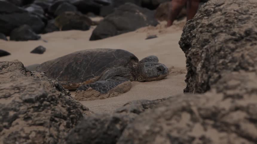 A sea turtle lays in the sand