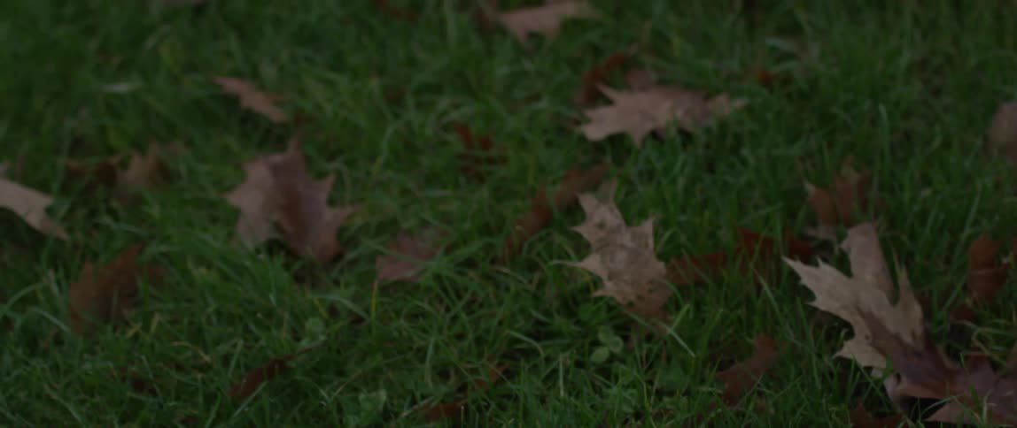 Brown leaves are scattered on green grass