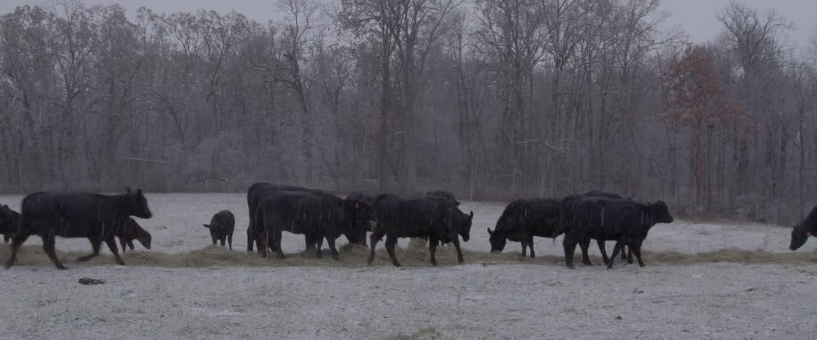 Cows grazing in the snow