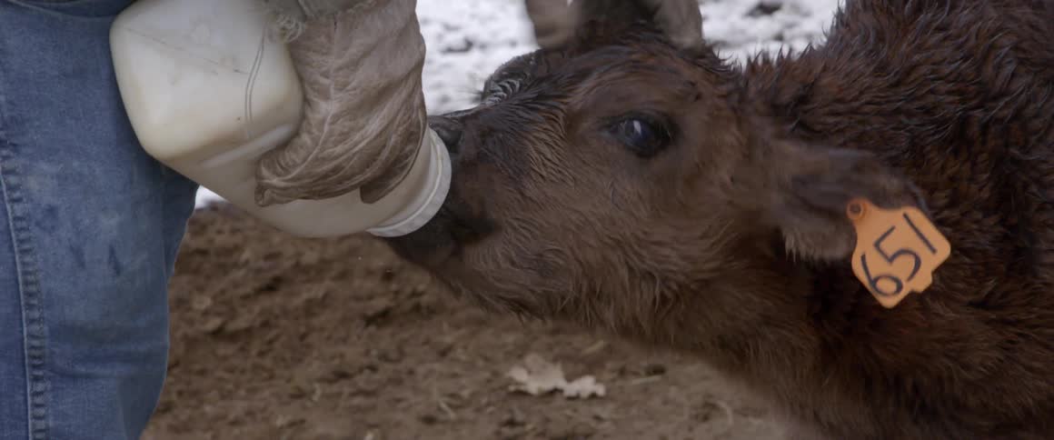 A young cow feeding from a bottle