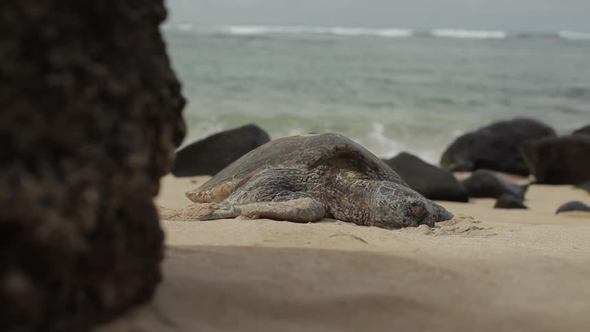 A sea turtle lays in the sand on the beach
