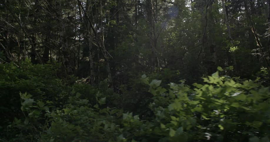 Panning view of a green forest with sunlight shining through the trees