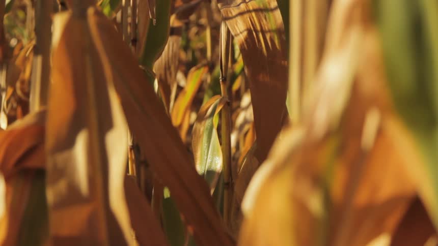 Corn plants baking in the sun