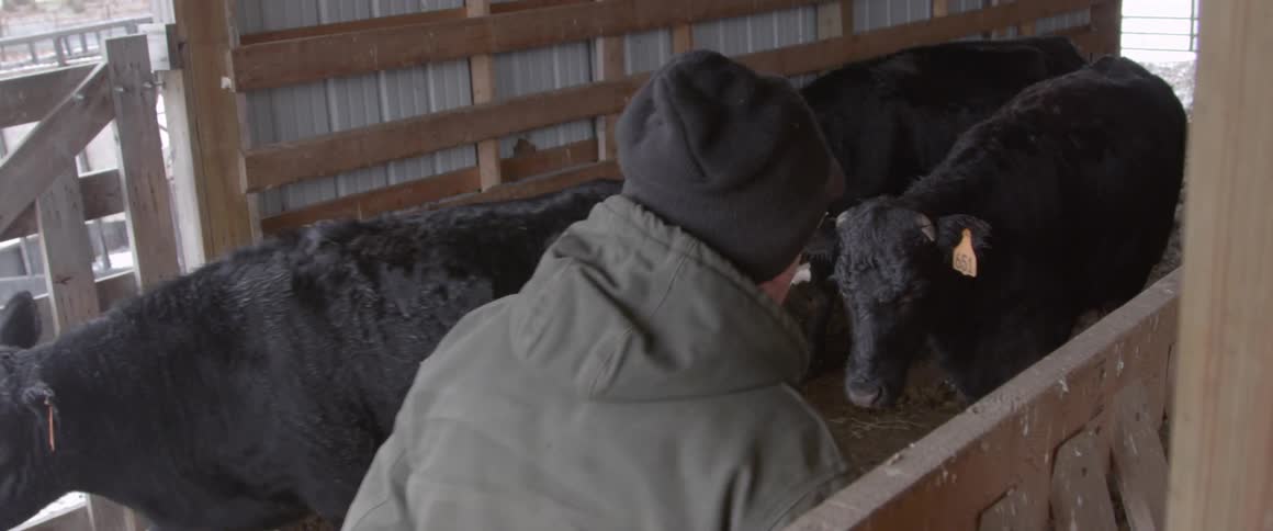 A man checking his cows condition on the ranch