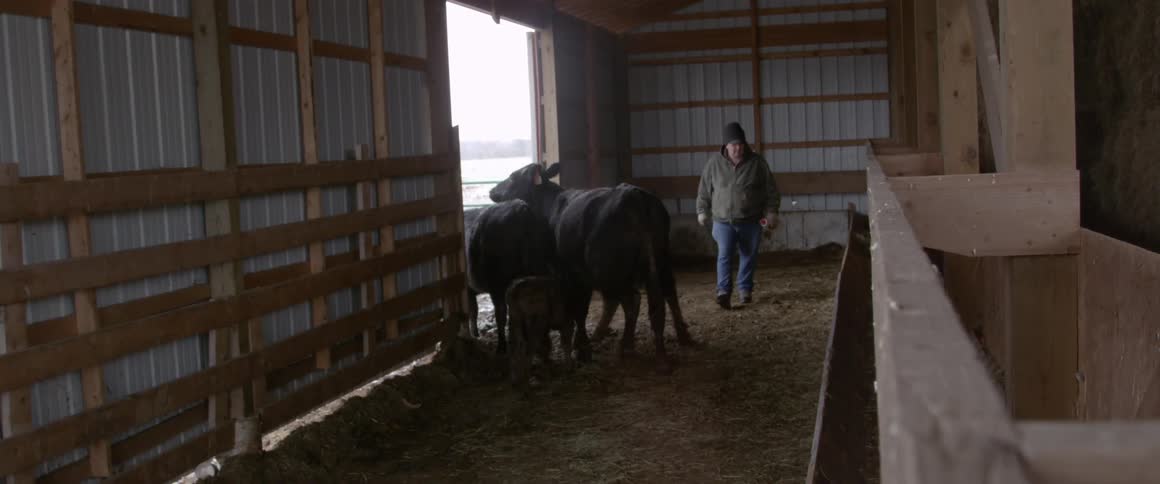 Man herding cattle out of a barn