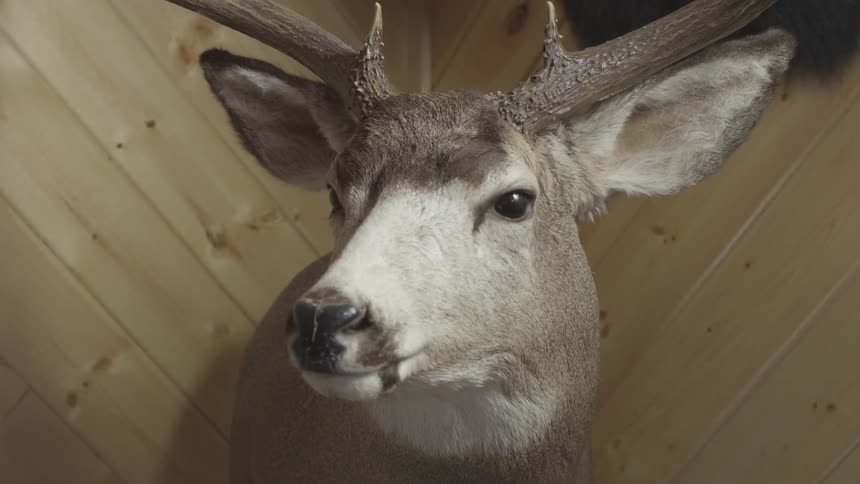 A deer head is mounted on the wall