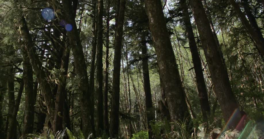 Tall tress in a forest