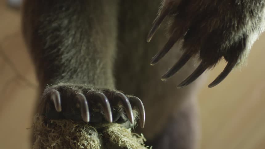 The claws of a stuffed wild animal