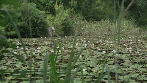 Lily pads cover a pond