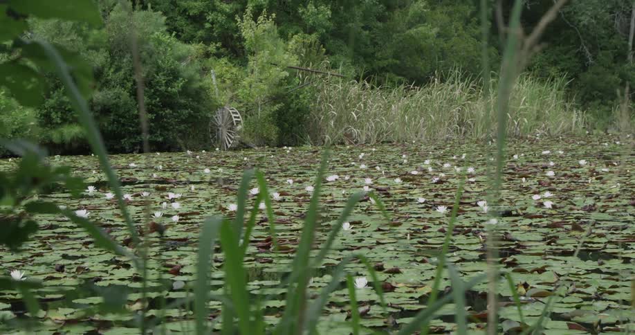Lily pads cover a pond