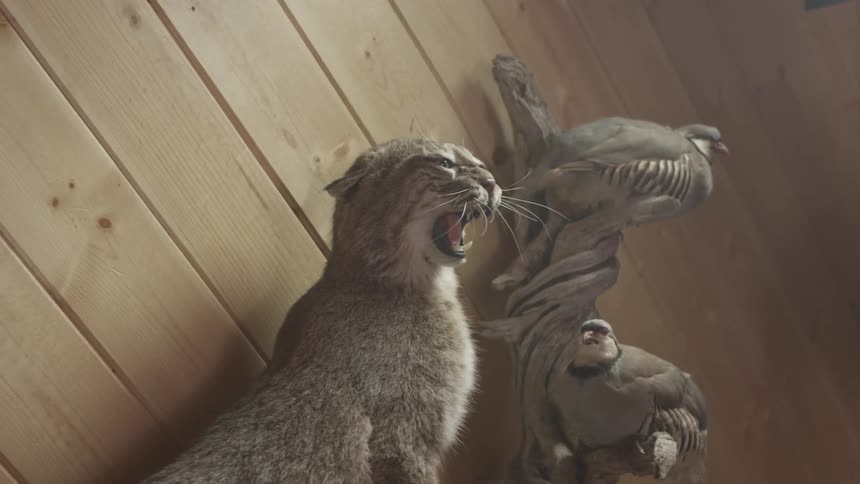 Some stuffed wild animals on display
