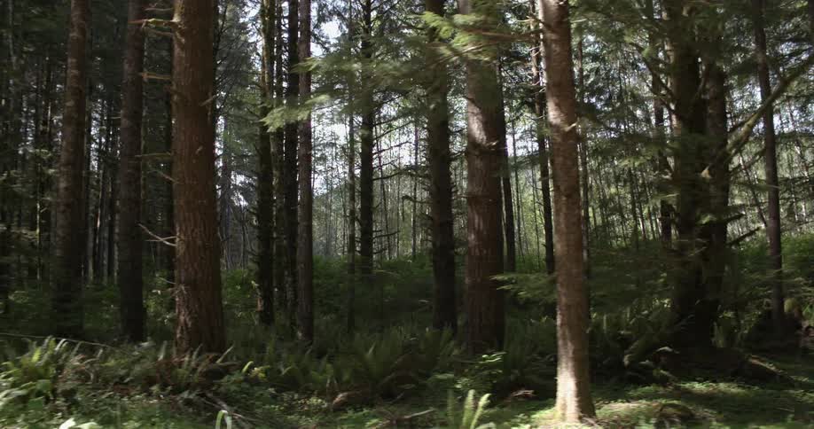 Panning view of a green forest