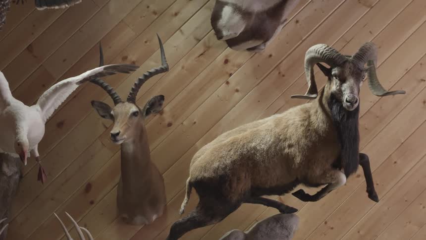 Stuffed animals are mounted on a wood paneled wall