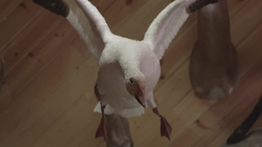 A stuffed duck